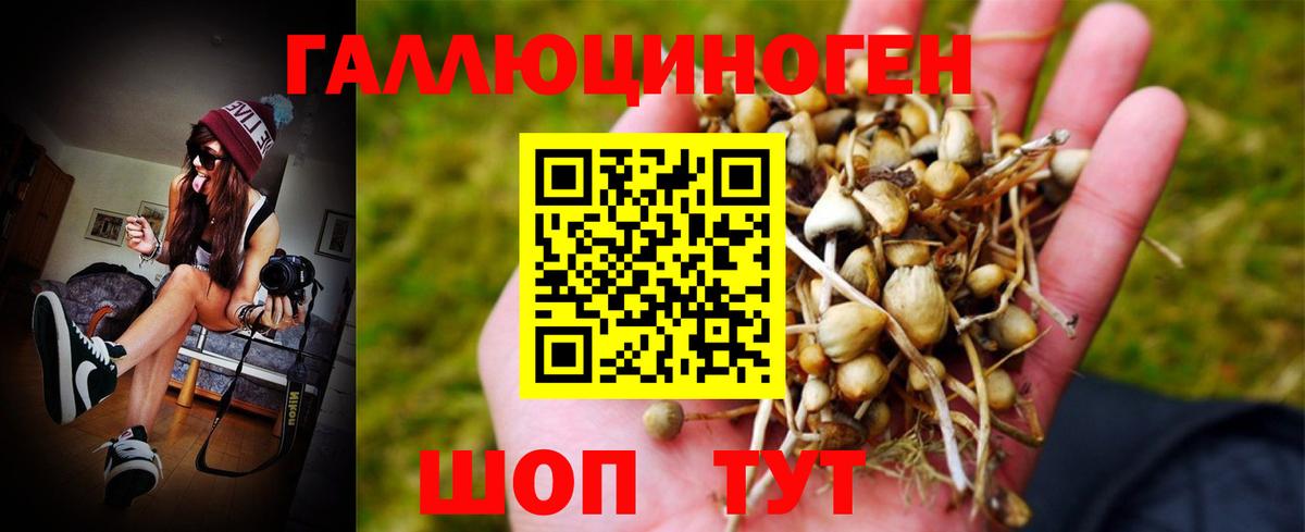 Галлюциногенные грибы Psilocybine cubensis Димитровград
